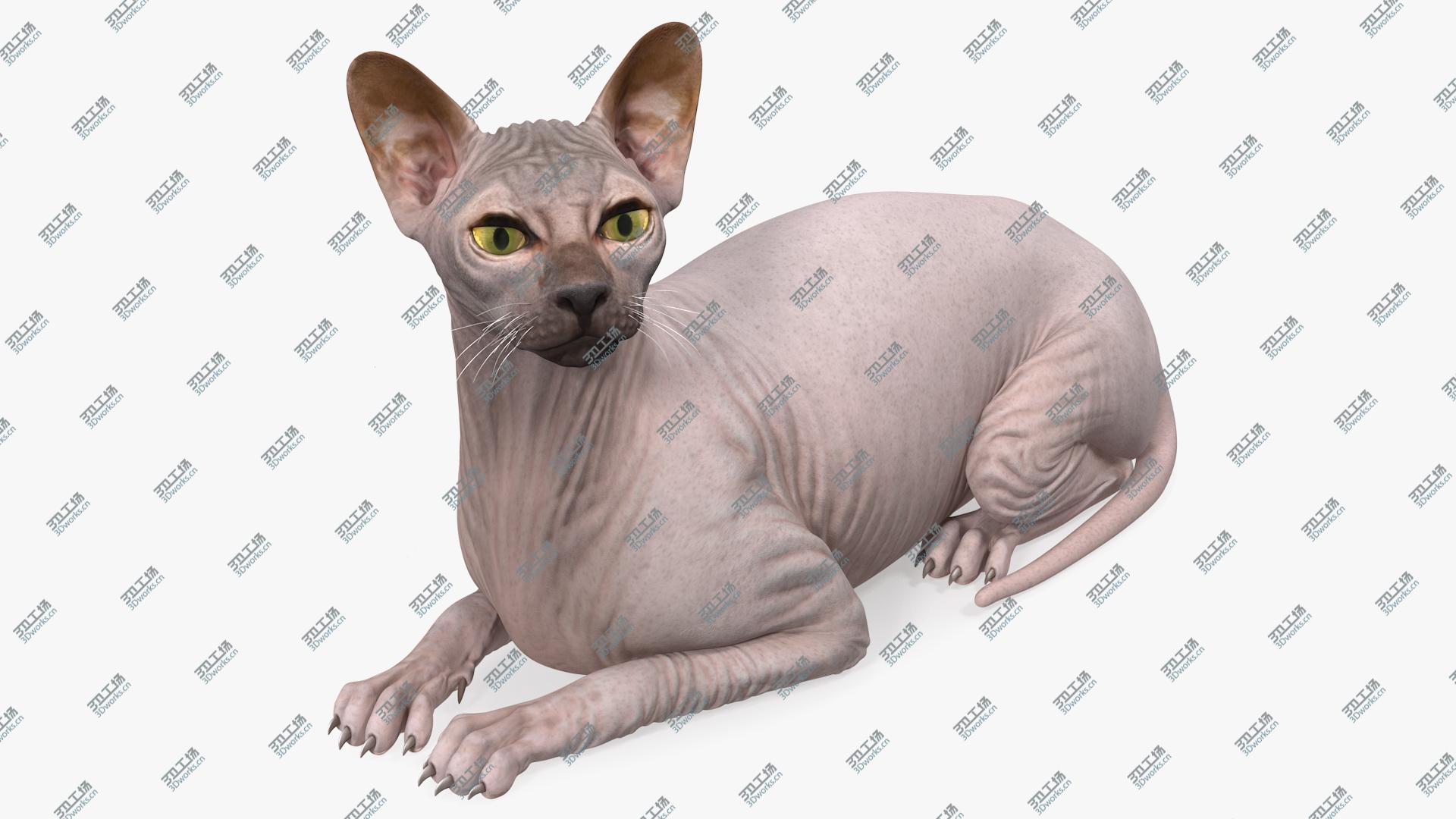 images/goods_img/202104093/3D Dark Cream Sphynx Cat Lying Pose/1.jpg